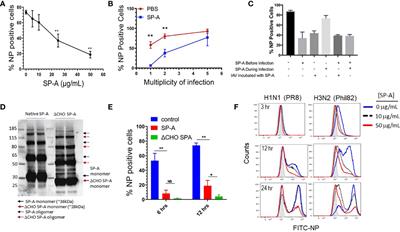 Surfactant protein A alters endosomal trafficking of influenza A virus in macrophages